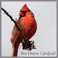 Northern Cardinal
